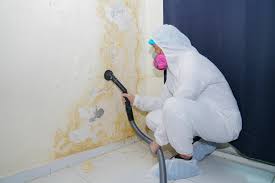 Reliable Sealy, TX Mold Prevention & Removal  Solutions